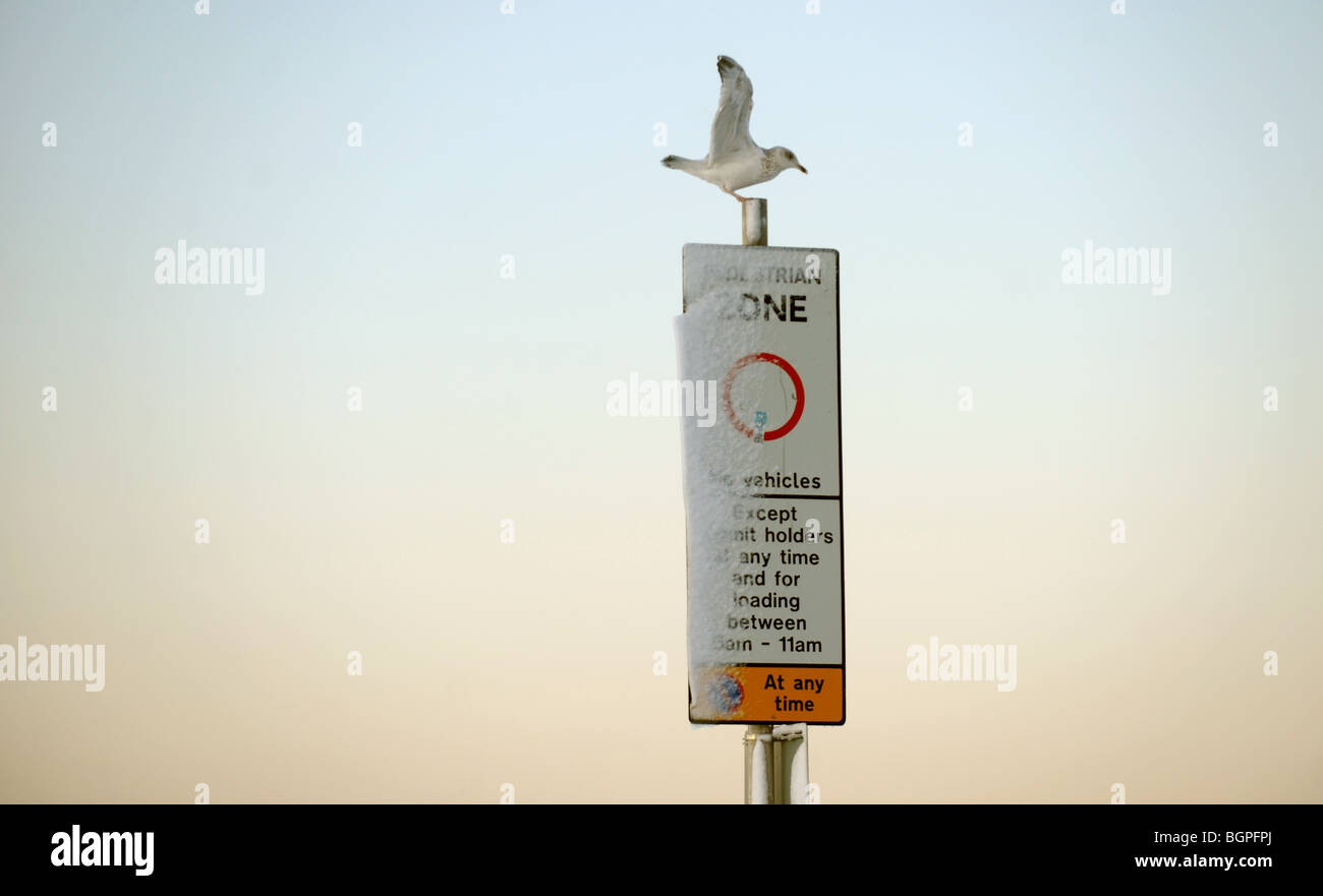 Seagull Larus argentatus Herring Gull seduti su un nevoso zona pedonale segno Brighton SUSSEX REGNO UNITO Foto Stock