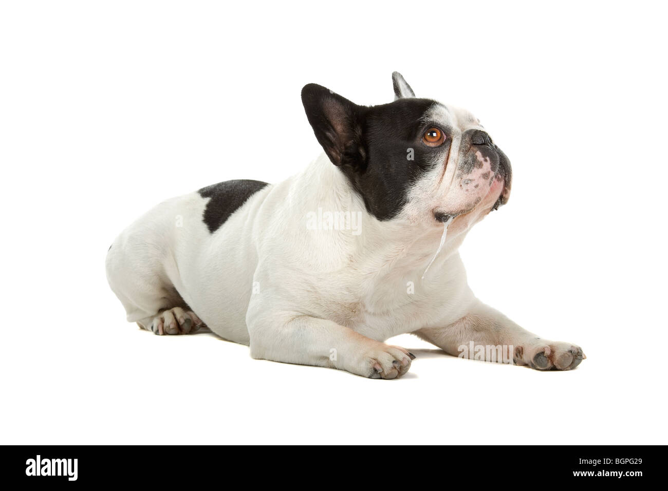 Primo piano della Bulldog francese isolati su sfondo bianco Foto Stock