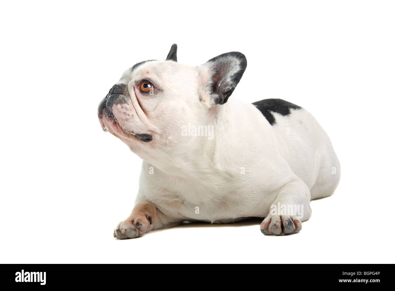 Primo piano della Bulldog francese isolati su sfondo bianco Foto Stock