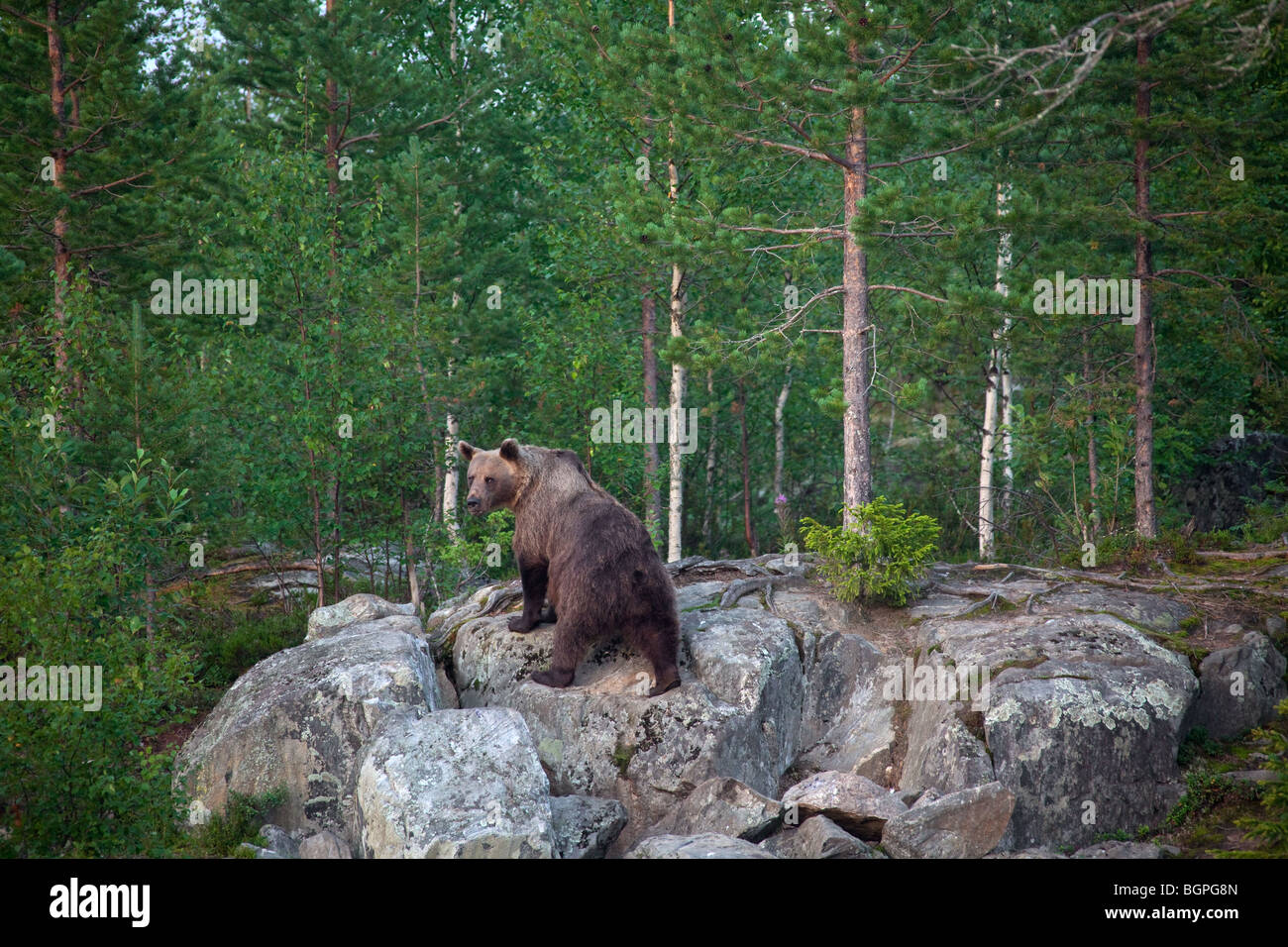 L'orso bruno (Ursus arctos) permanente sulla roccia nella taiga Karelien, Finlandia e Scandinavia Foto Stock