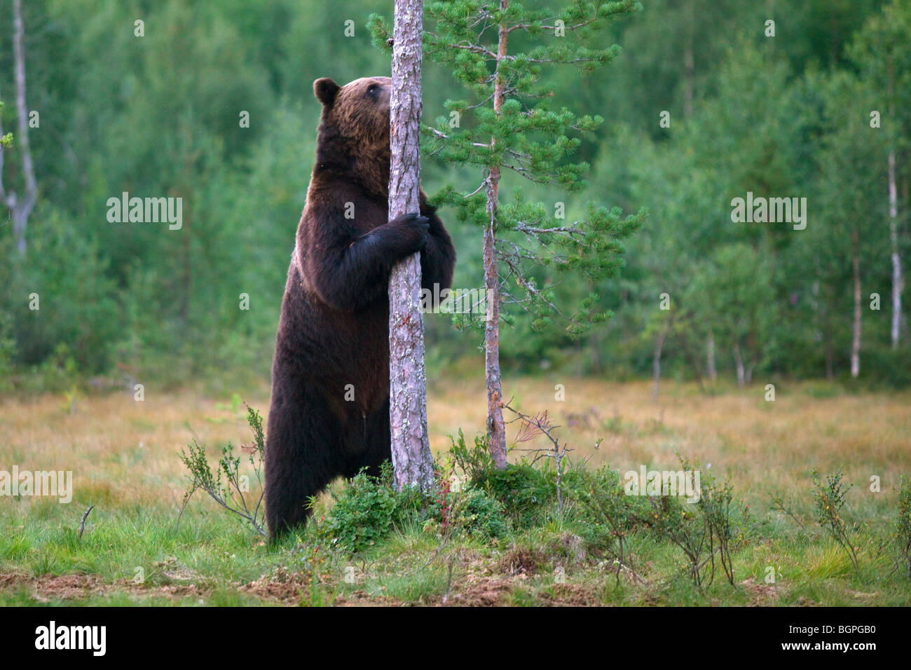 L'orso bruno (Ursus arctos) montante eretta contro albero nella taiga Karelien, Finlandia Foto Stock