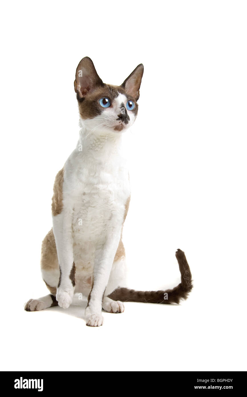 Primo piano della Cornish Rex cat isolati su sfondo bianco. Foto Stock