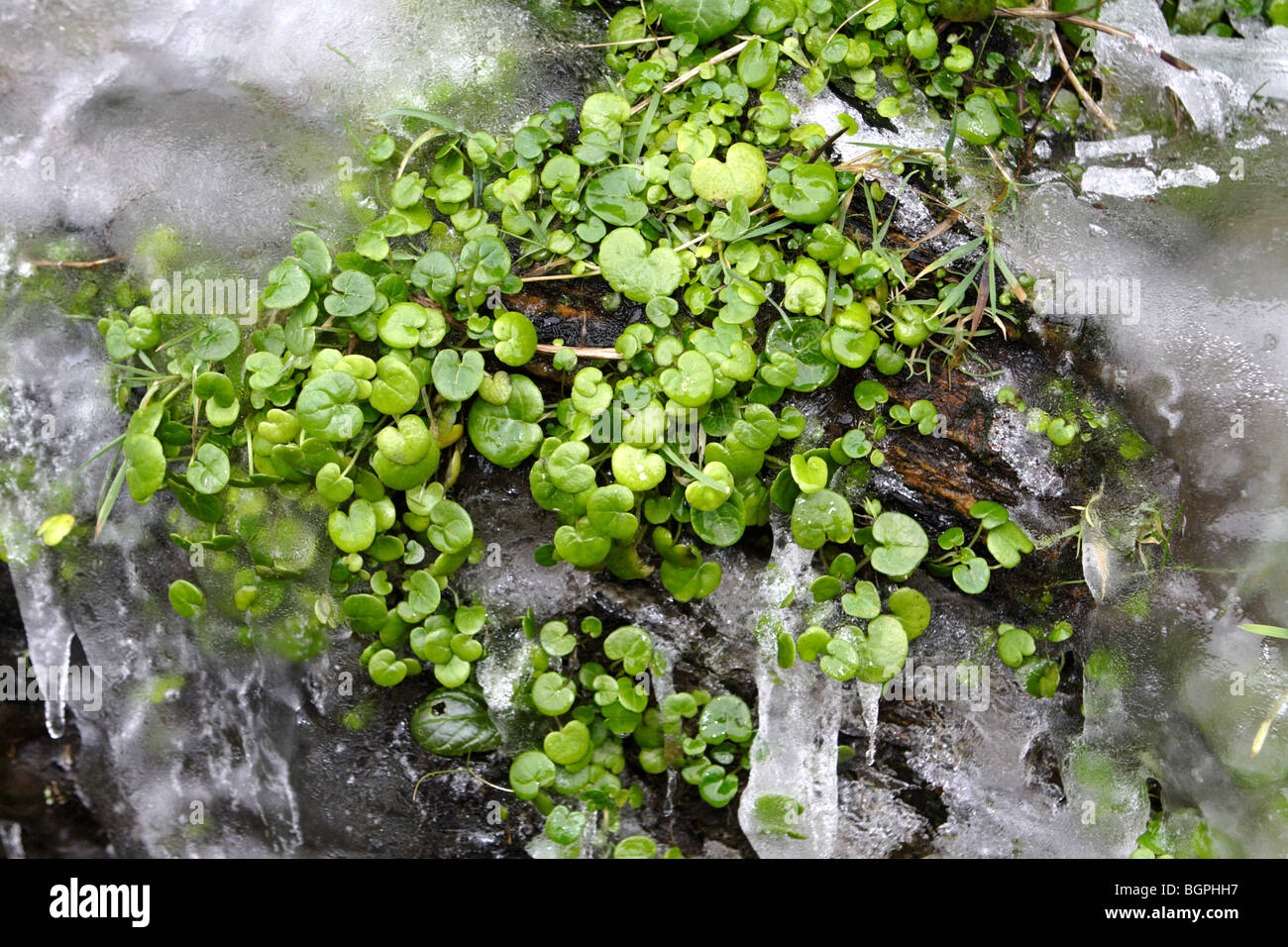 Una piccola pianta sempreverde su un gelido rock in boscastle Foto Stock
