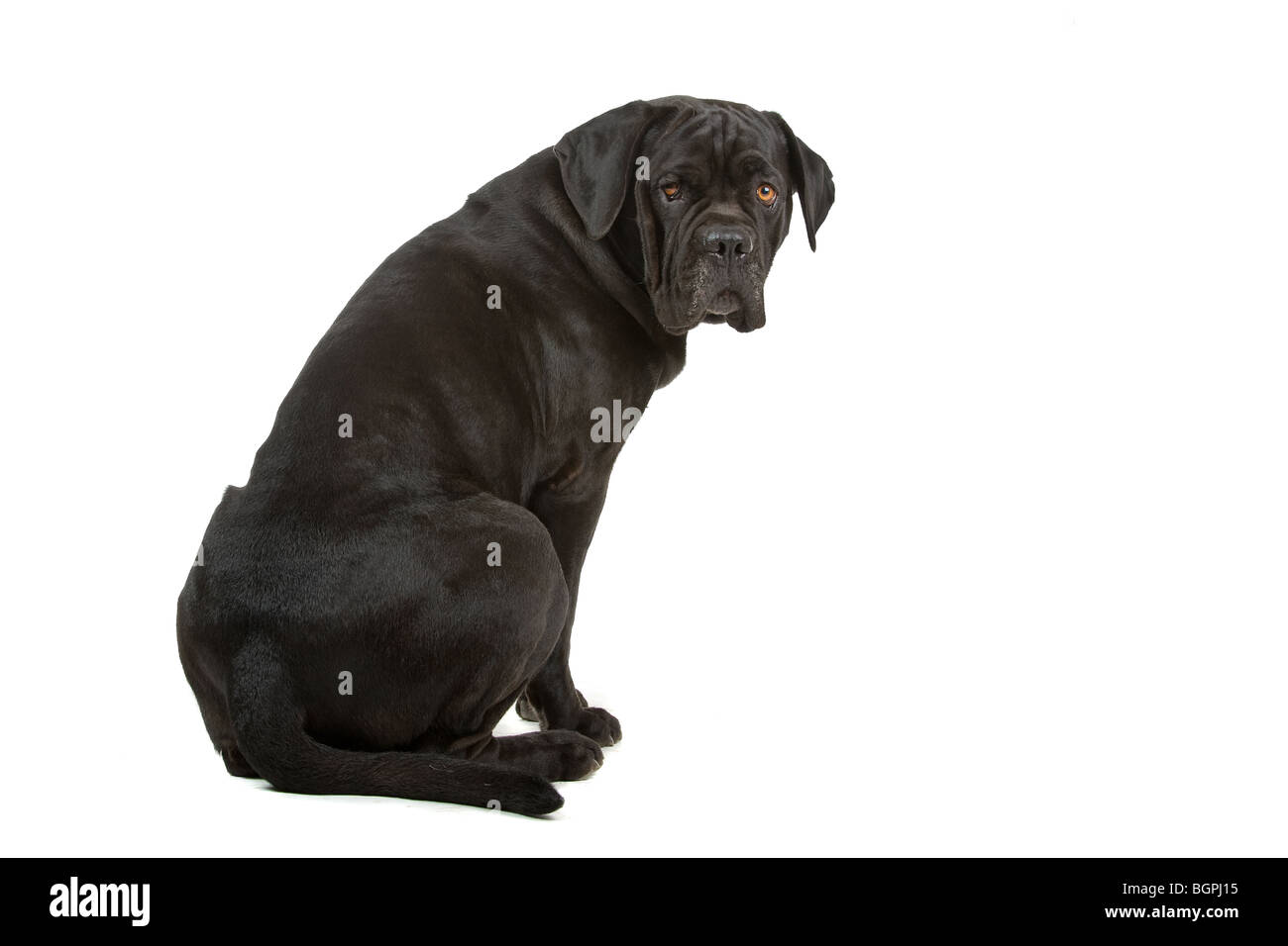 Primo piano di nero di Cane Corso cane isolato su sfondo bianco Foto Stock