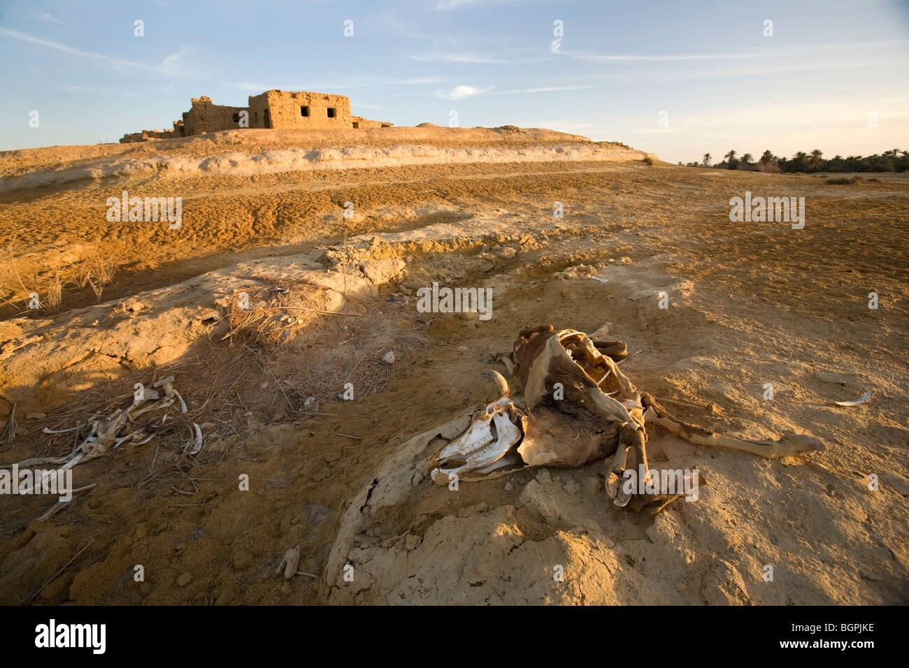 Decadendo la carcassa di una mucca nella periferia della città di Siwa, Oasi di Siwa, Egitto Foto Stock