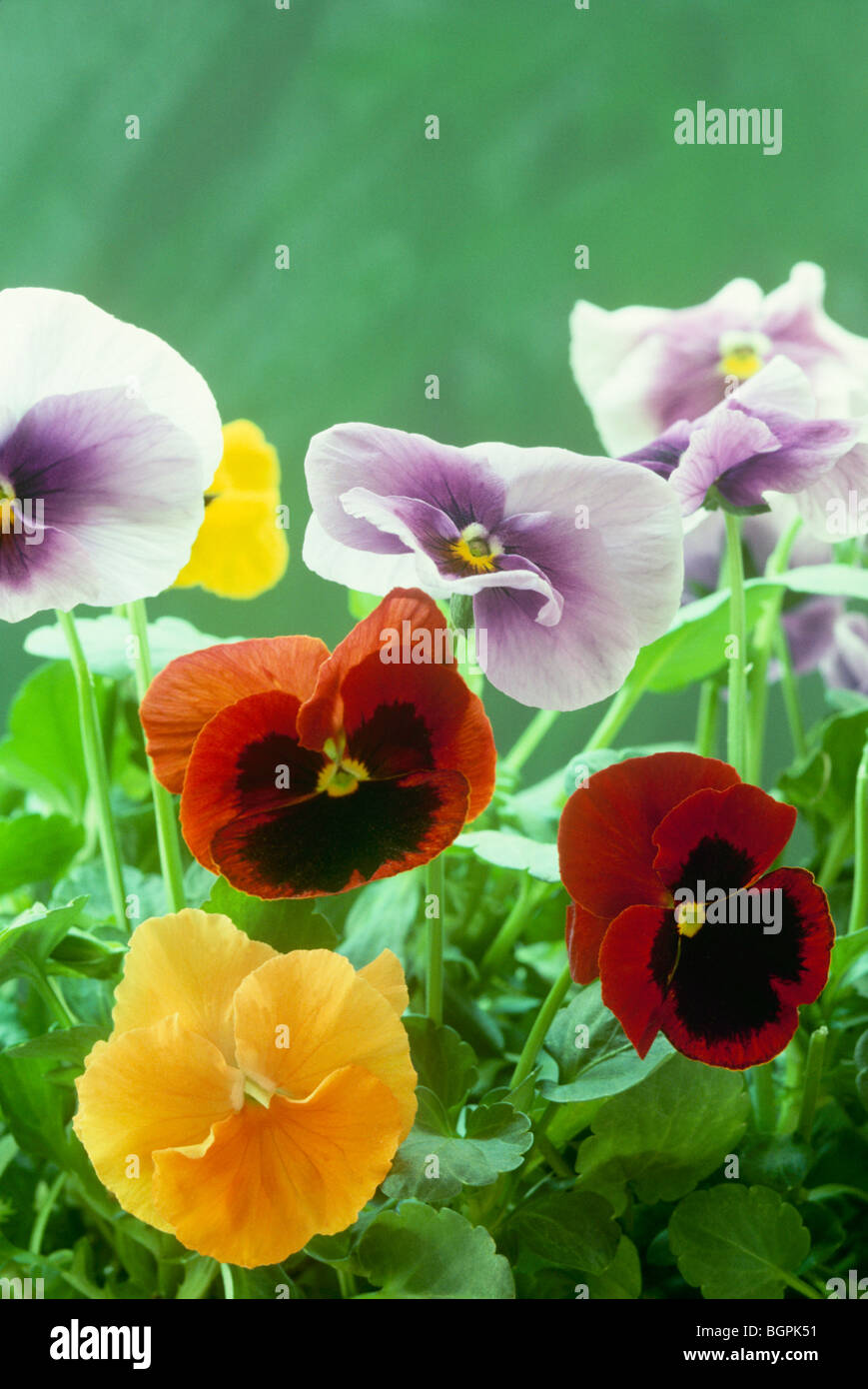 Multi-colore Pansies, Viola tricolore hortensis, crescendo in giardino, vista ravvicinata. Stati Uniti d'America Foto Stock