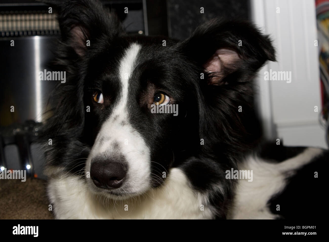 Border colly cucciolo. Foto Stock