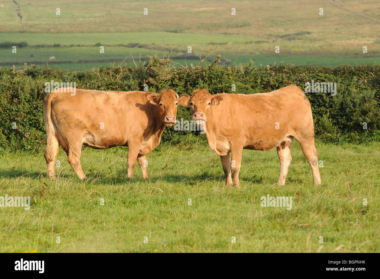 Le mucche in un campo, Dingle, nella contea di Kerry, Irlanda Foto Stock