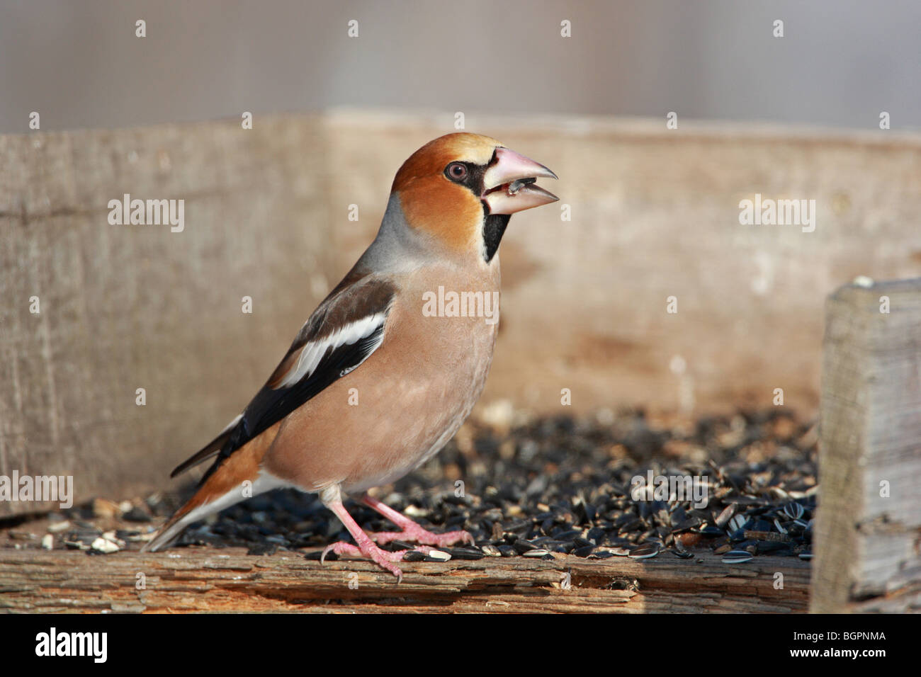 Coccothraustes coccothraustes Hawfinch, in una mangiatoia, Bulgaria Foto Stock
