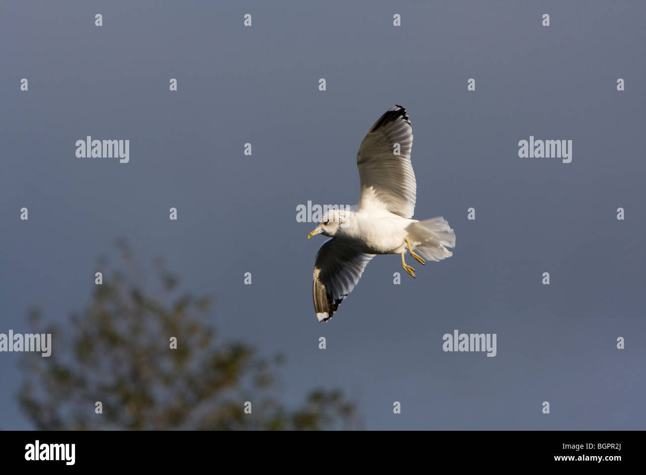 Gabbiano comune Larus canus battenti contro il cielo in tempesta, Kensington Gardens, Londra Foto Stock