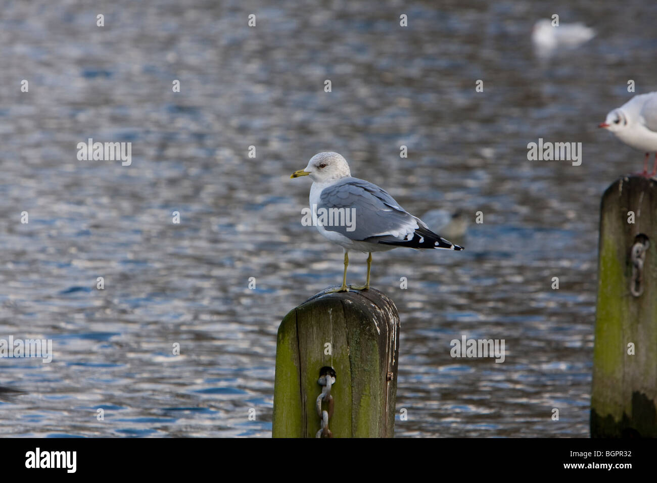 Gabbiano comune Larus canus in piedi sul palo di legno, Kensington Gardens, Londra Foto Stock