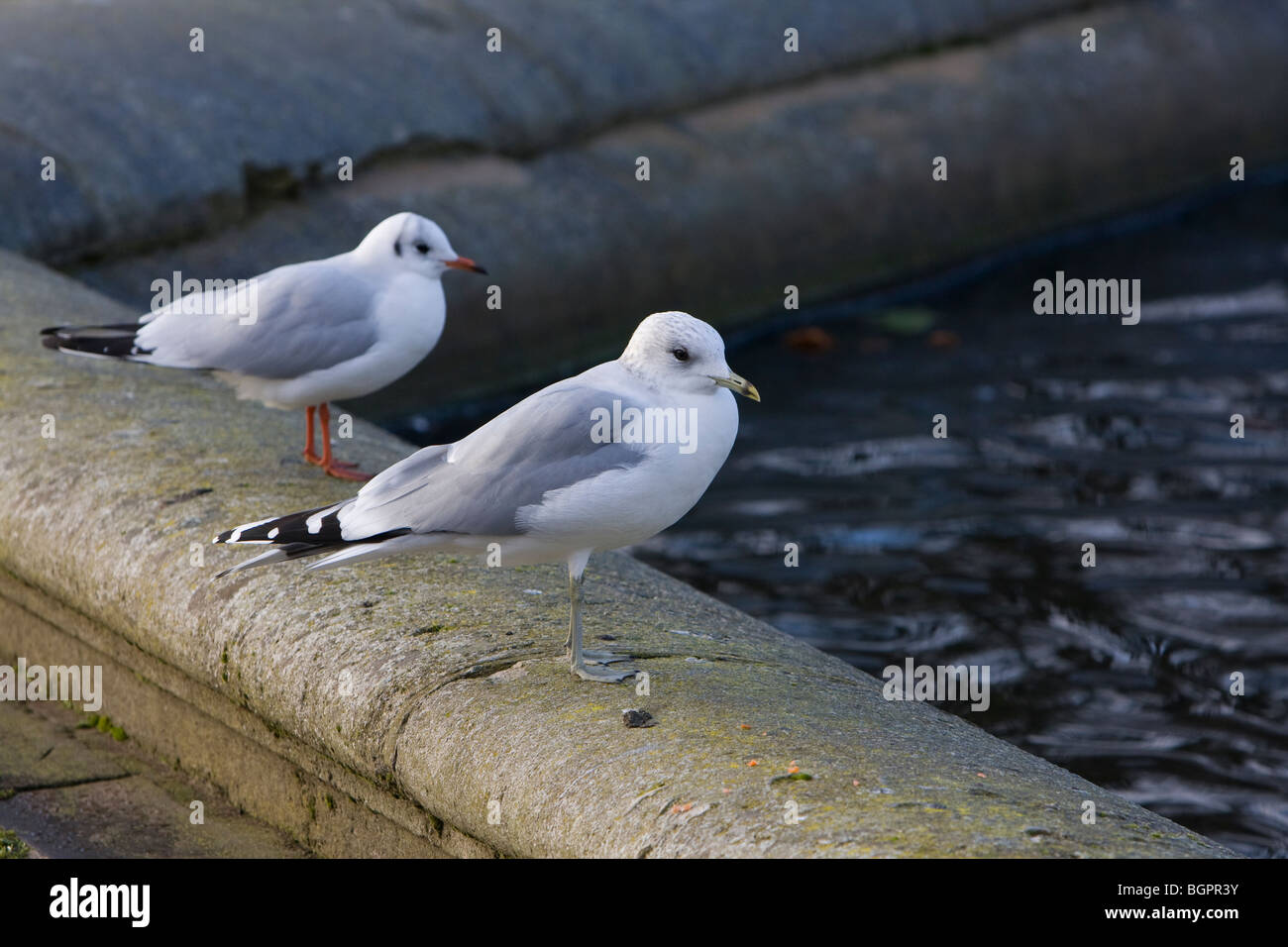 Gabbiano comune Larus canus, Kensington Gardens, Londra Foto Stock