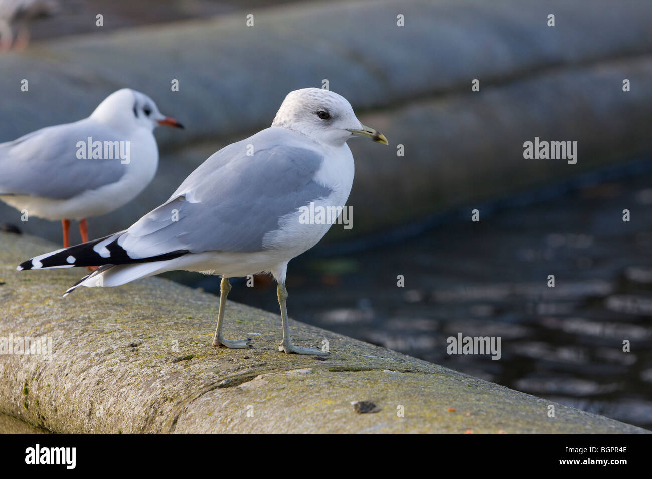 Gabbiano comune Larus canus, Kensington Gardens, Londra Foto Stock