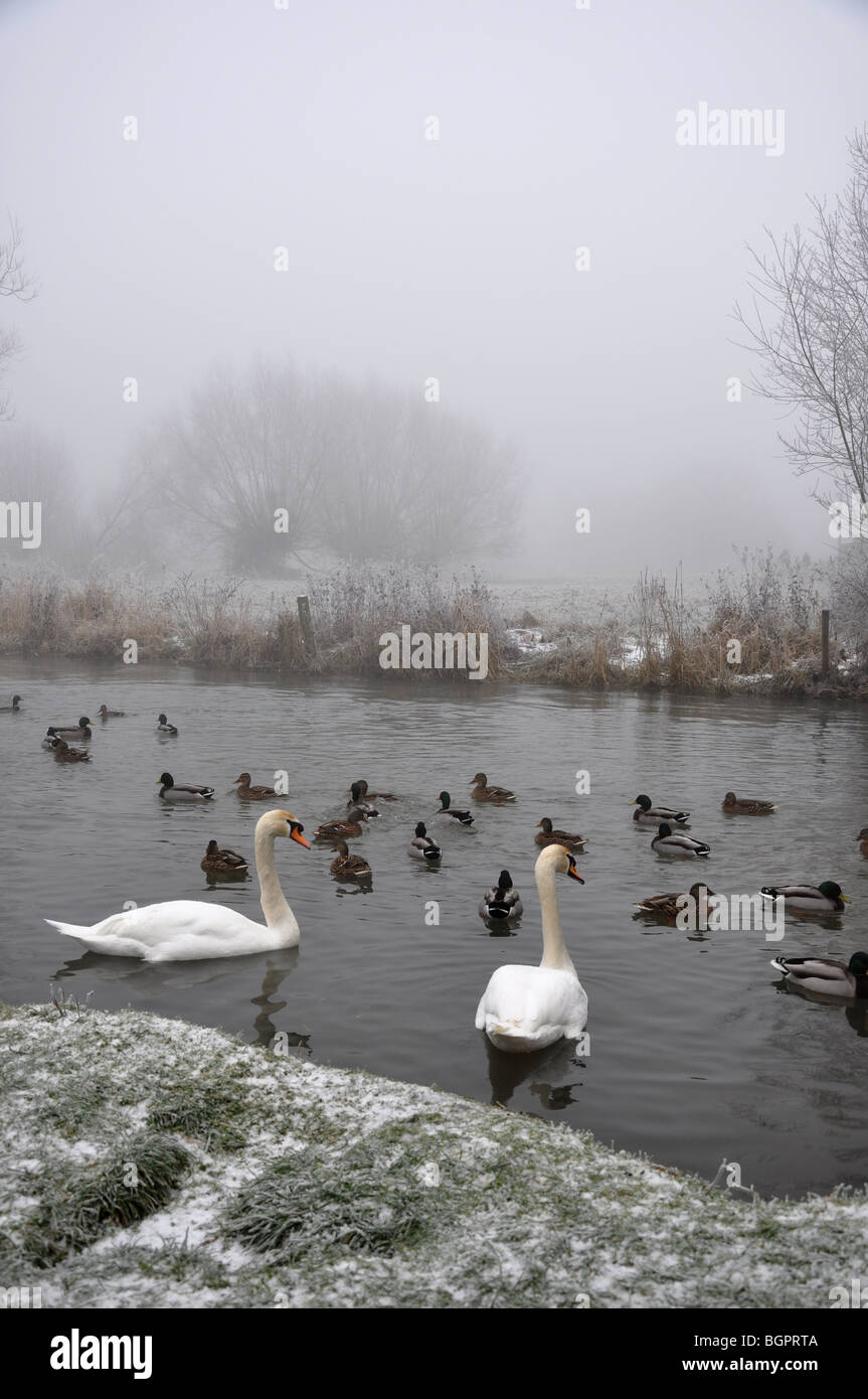 Cigni e anatre su misty river a Witney Oxfordshire Foto Stock