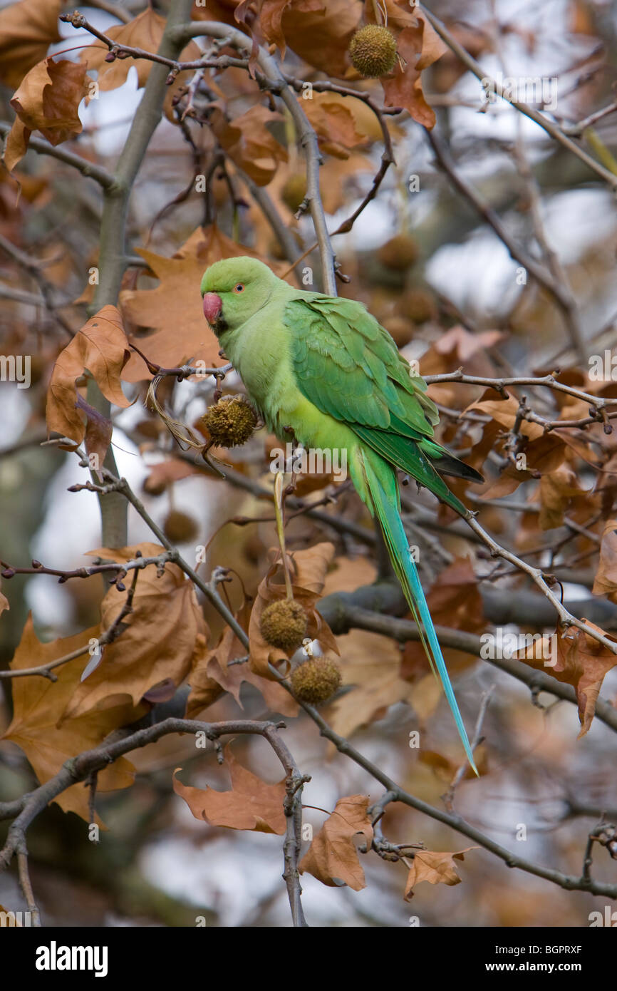 Collo ad anello parrocchetto Psittacula krameri alimentazione su albero, Kensington Gardens, Londra. Foto Stock