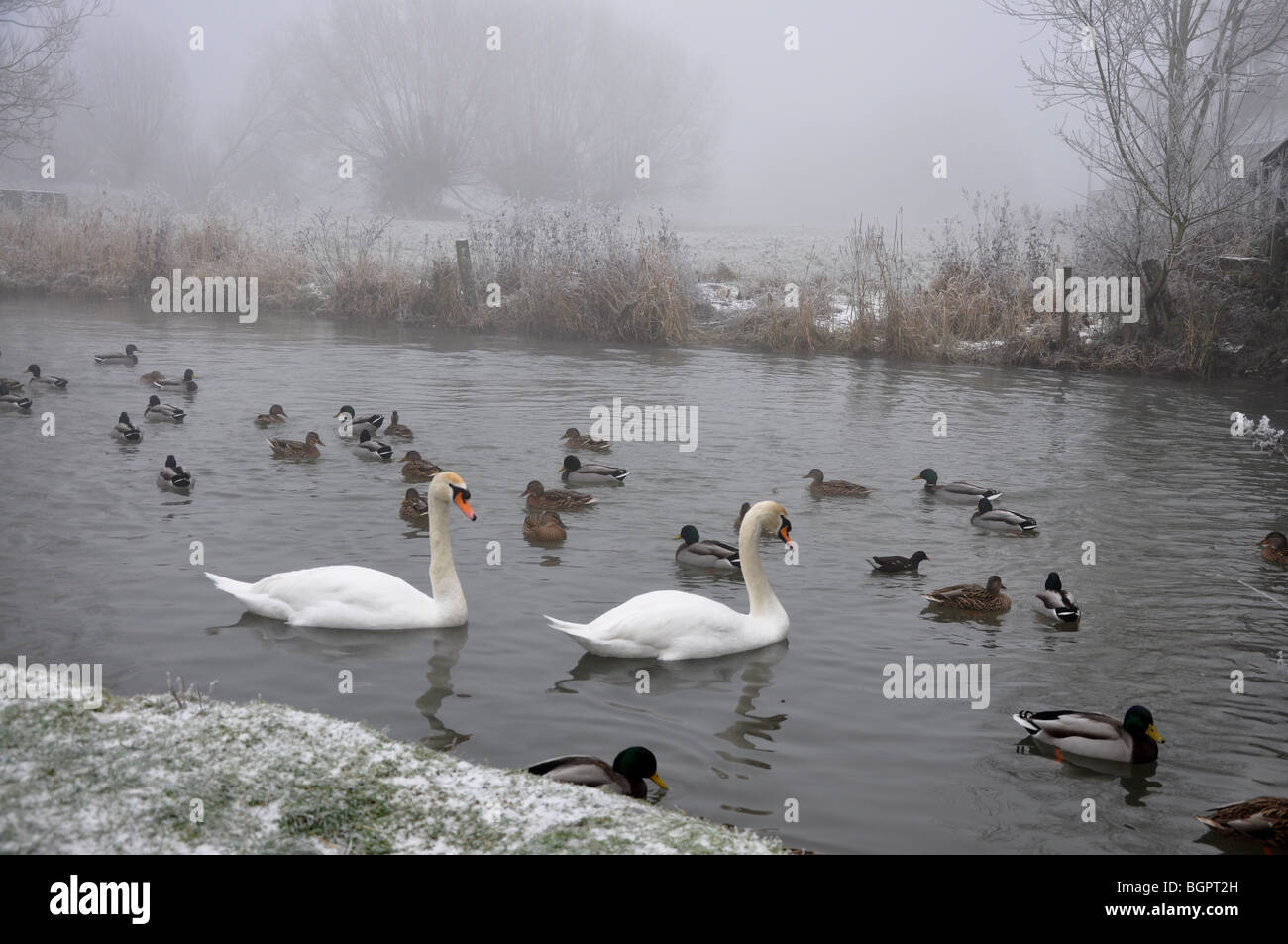 Cigni e anatre su misty river a Witney Oxfordshire Foto Stock