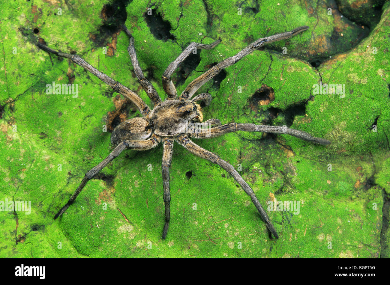 Wolf Spider strisciando lungo decadendo foglie questione bosco di latifoglie USA orientale, da saltare Moody/Dembinsky Foto Assoc Foto Stock