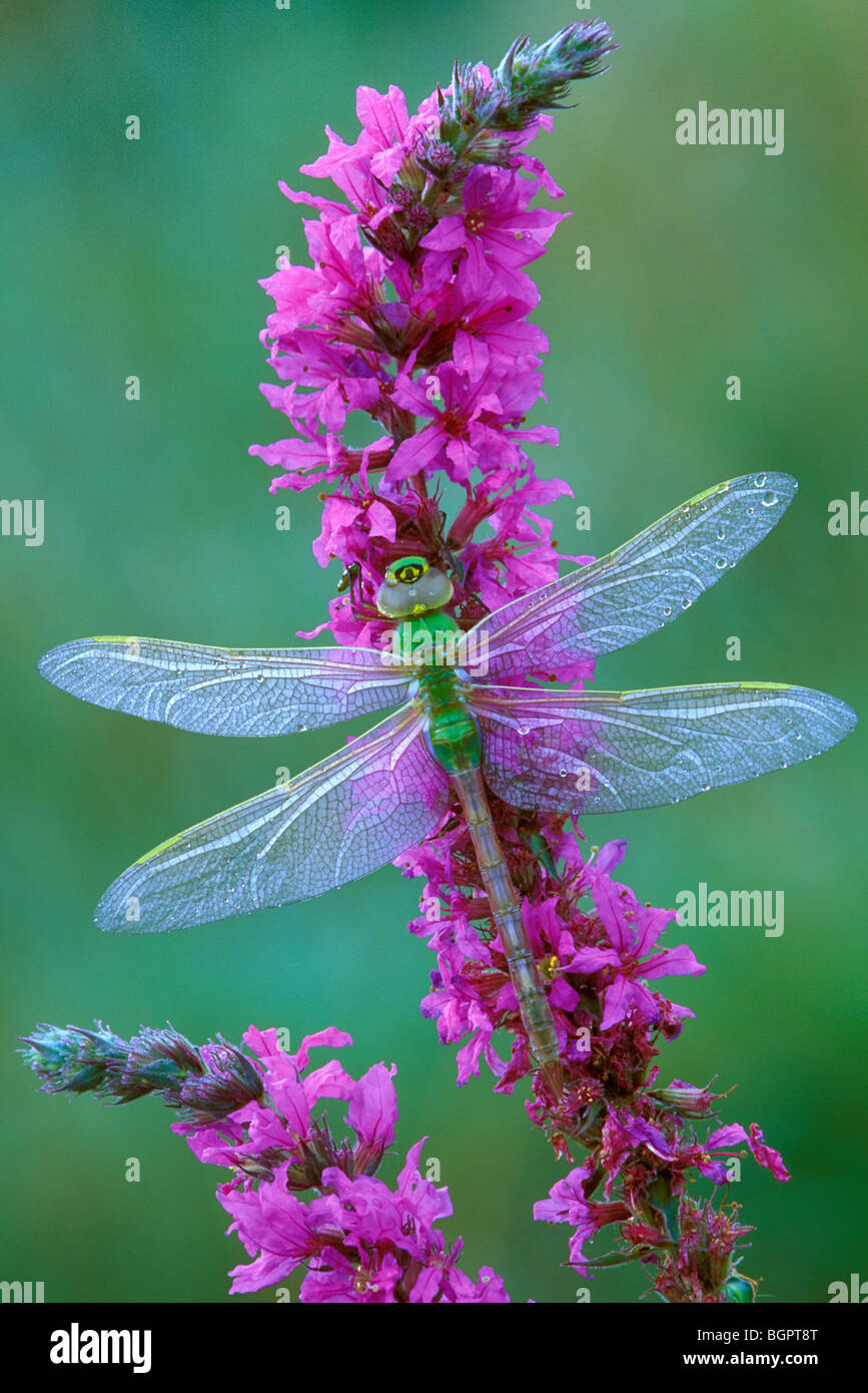 Comune Darner Verde Dragonfly Anax junius su Purple Loosewlife (Lythrum salicaria) e USA, di Skip Moody/Dembinsky Photo Assoc Foto Stock