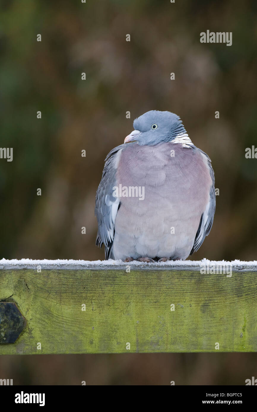 Unico Woodpigeon Columba palumbas seduti sul recinto coperto di neve, Gloucestershire, UK. Foto Stock