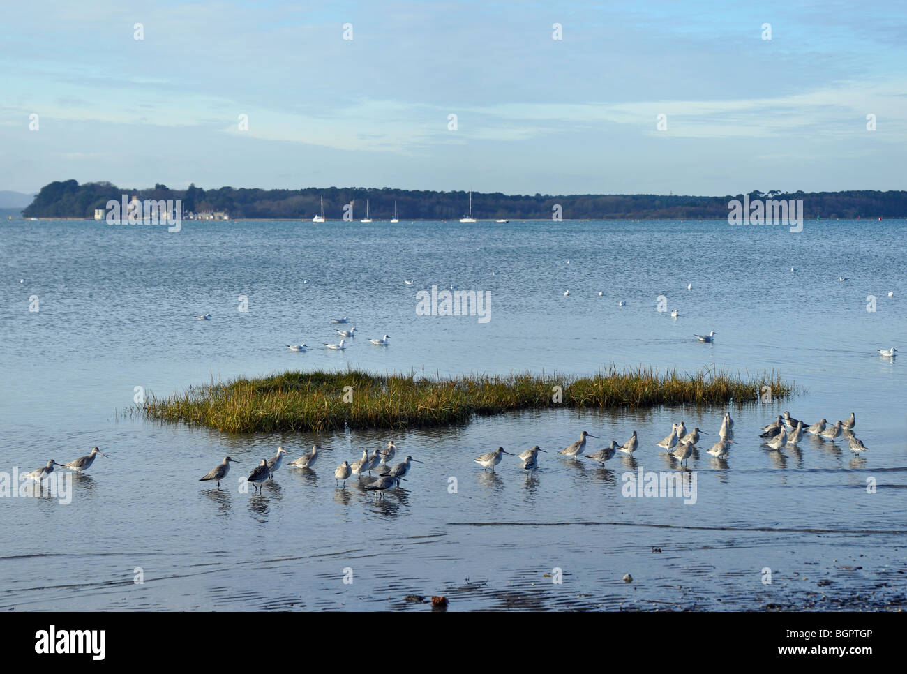 Trampolieri, Poole Harbour con Brownsea Island in background. Foto Stock