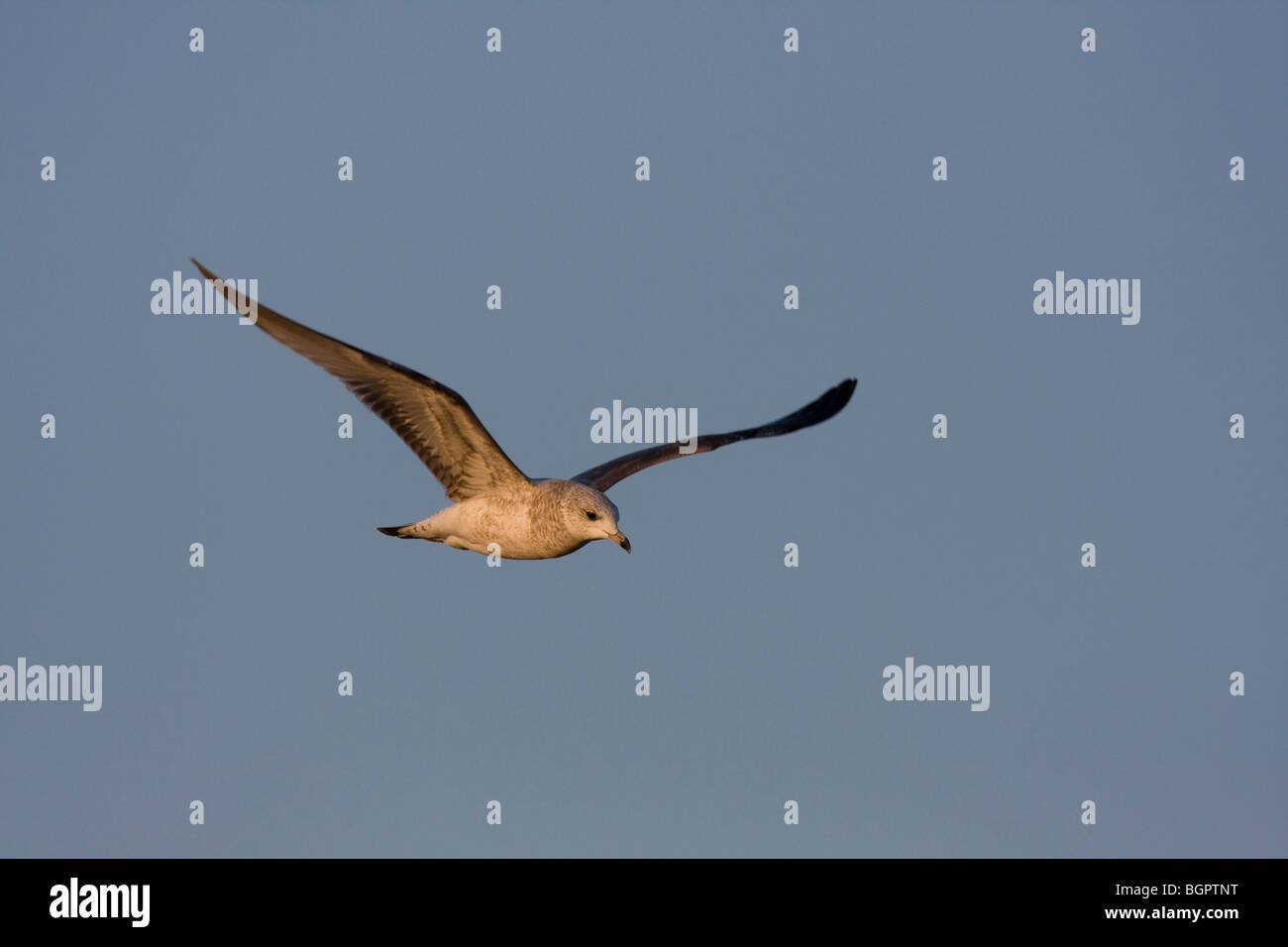 Gabbiano comune Larus canus immaturo battenti contro il cielo blu, Steart, Somerset. Foto Stock