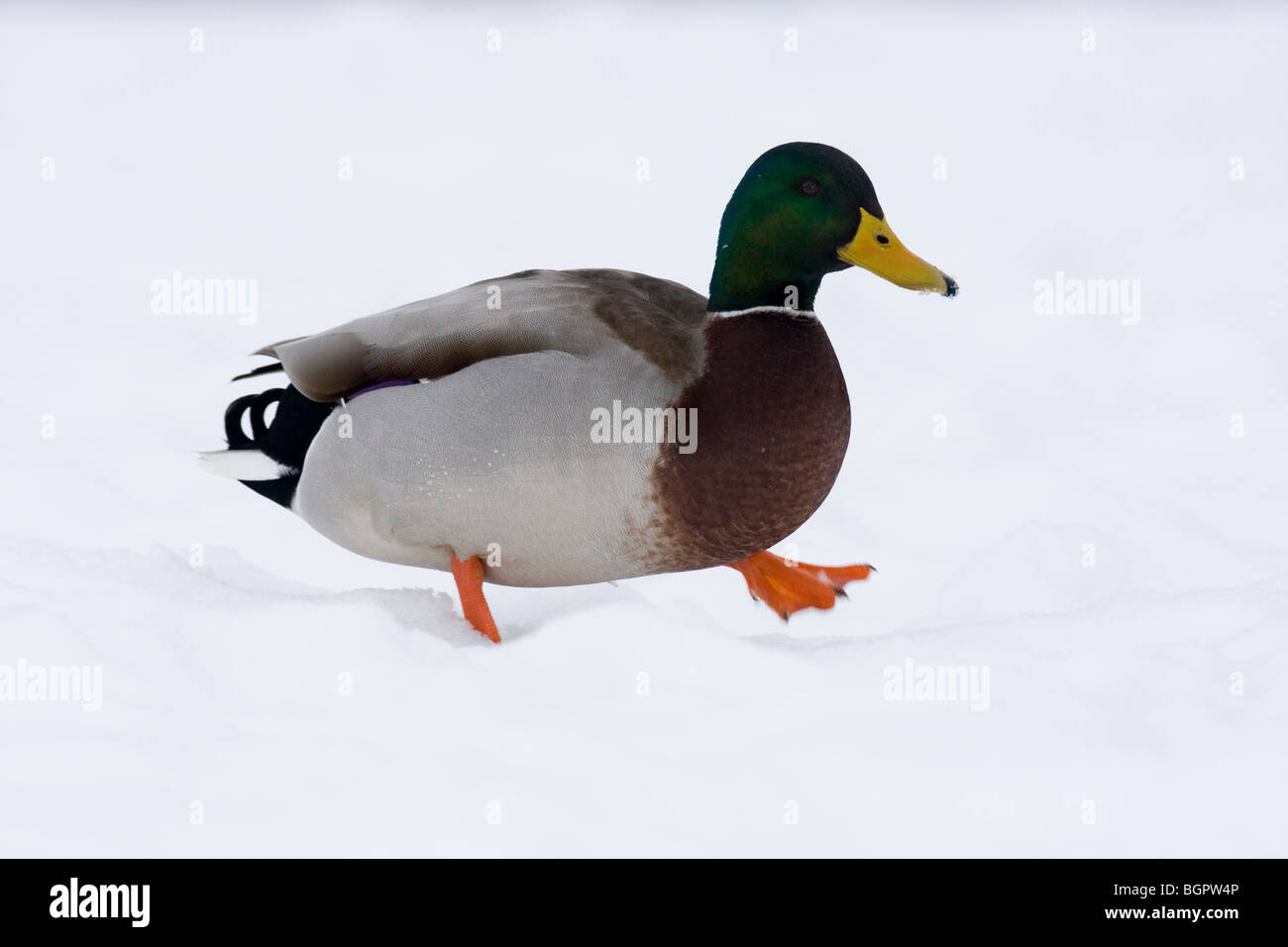 Germano reale Anas platyrhynchos a piedi nella neve, Malvern Hills, Worcestershire Foto Stock