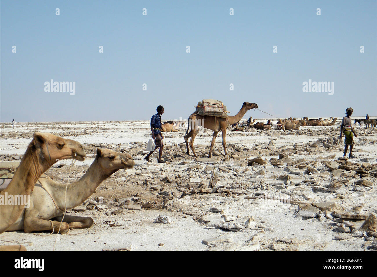 Asale Salt Lake, danakil, Etiopia Foto Stock