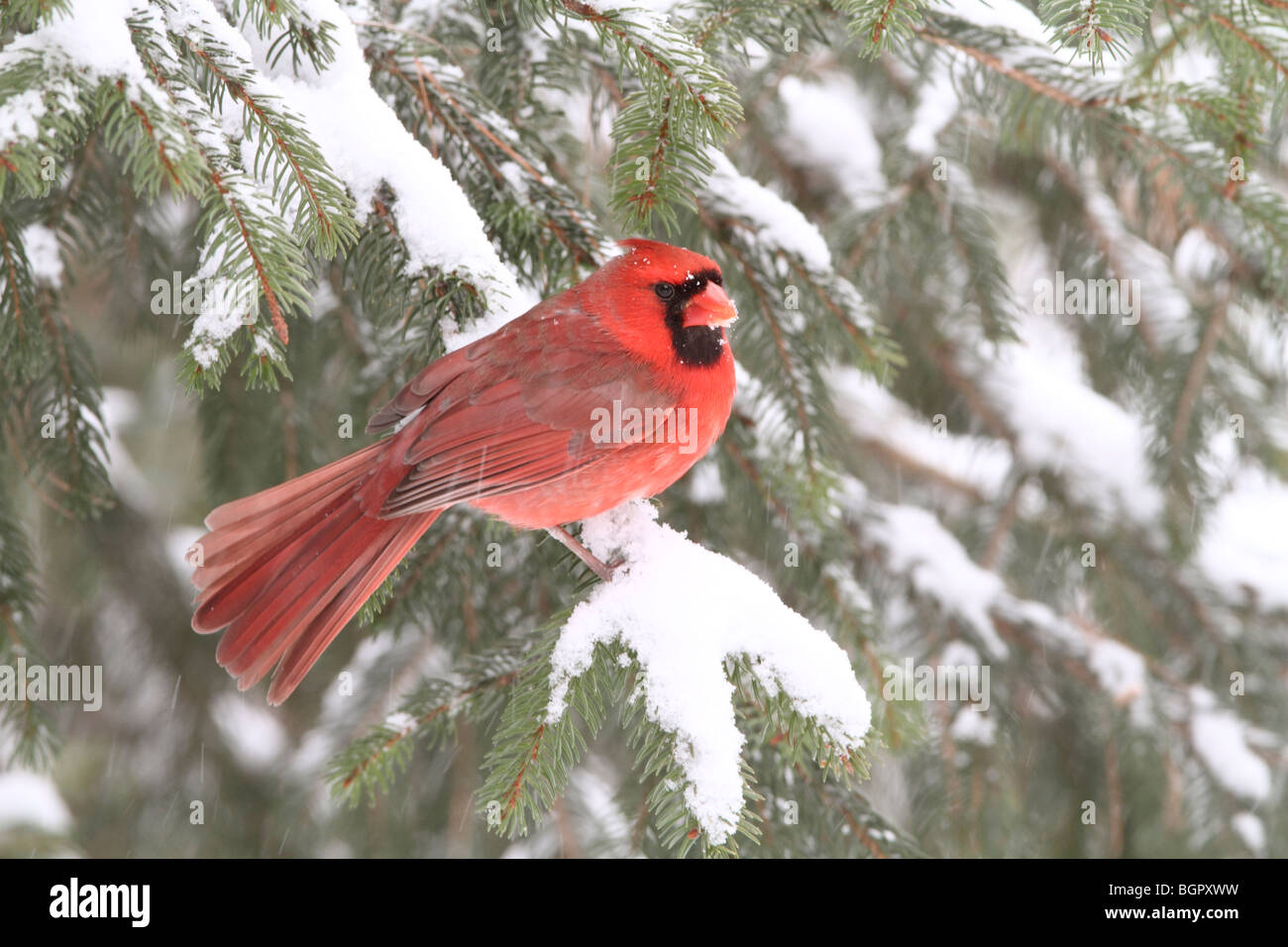 Maschio cardinale Nord arroccato nella struttura ad albero di abete rosso con caduta di neve Foto Stock