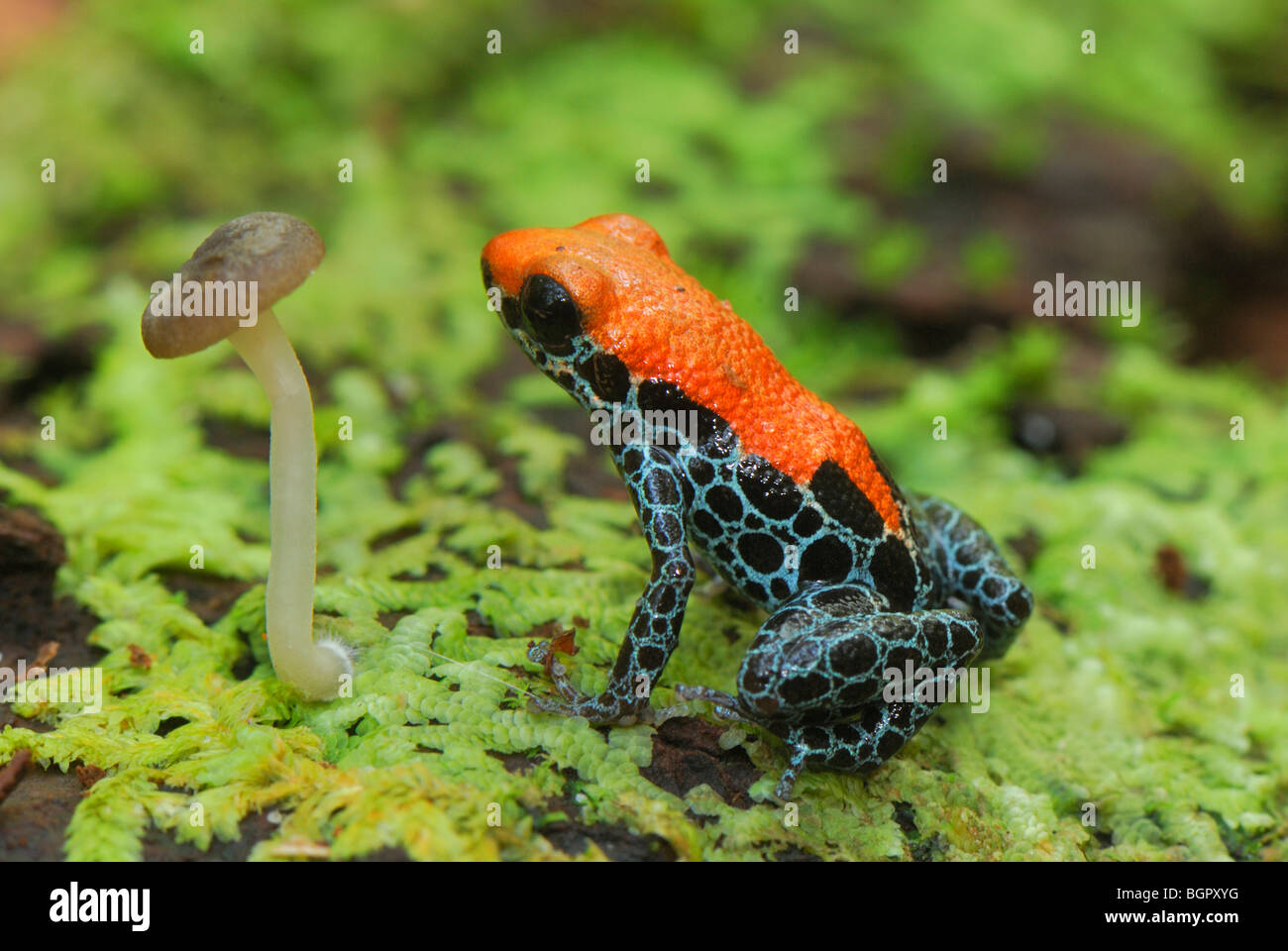 Veleno reticolato Dart (Rana Dendrobates reticulatus), Adulto , Allpahuayo Mishana riserva nazionale, Iquitos, Perù Foto Stock