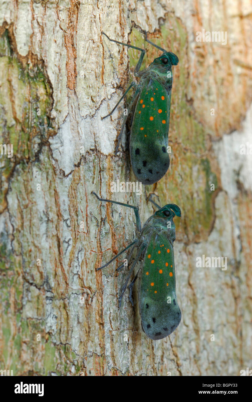 Lanterna Bugs (Enchophora) Fulgoridae, appollaiato su albero, Allpahuayo Mishana riserva nazionale, Iquitos, Perù Foto Stock