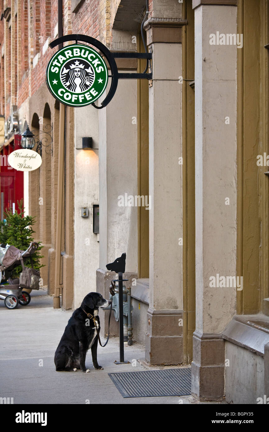 In attesa del cane per il proprietario legato ad un palo vicino Starbucks, Toronto, Canada Foto Stock