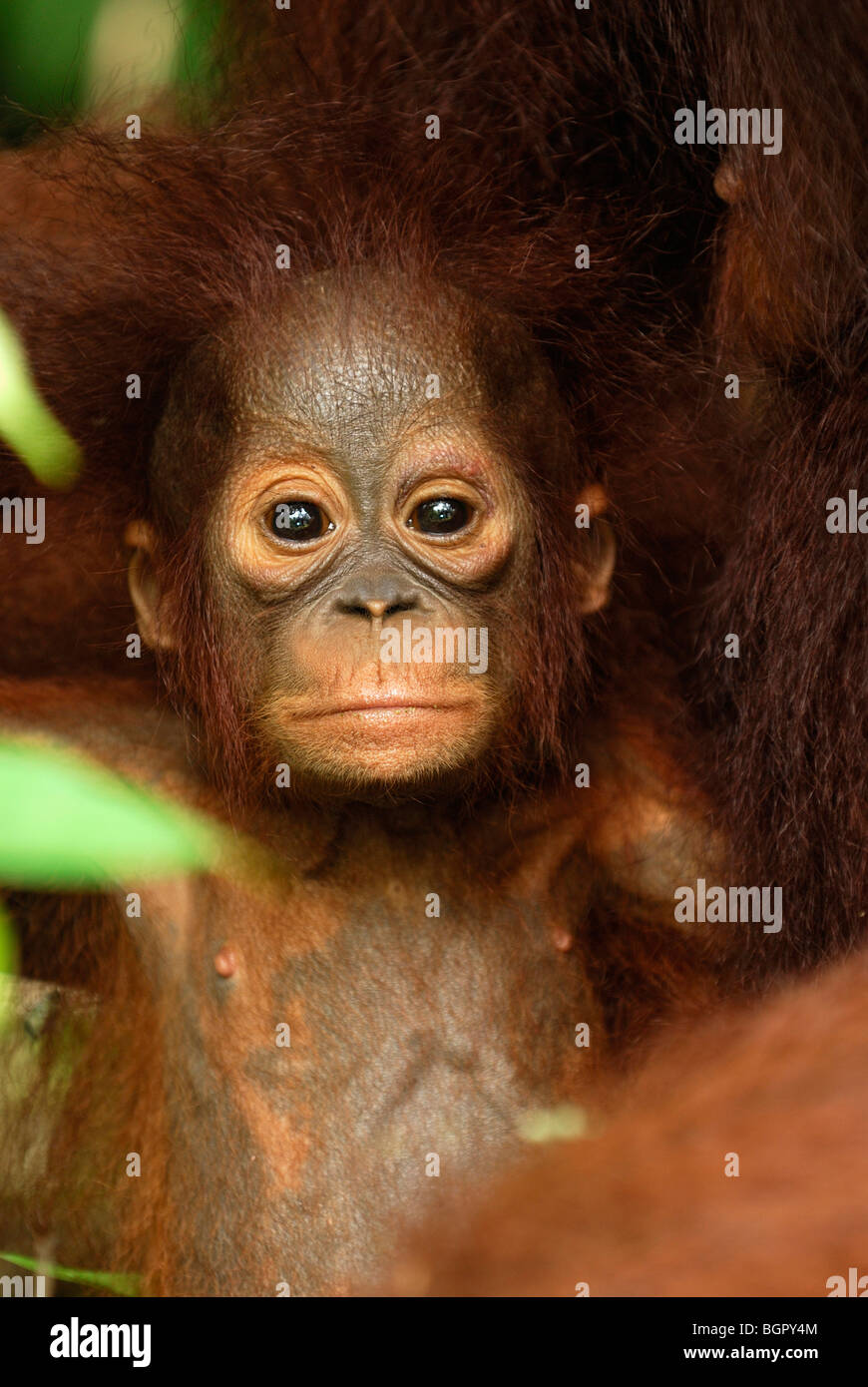 Borneo Orangutan baby (Pongo pygmaeus), giovani, Camp Leaky, Tanjung messa National Park, Kalimantan, Borneo, Indonesia Foto Stock