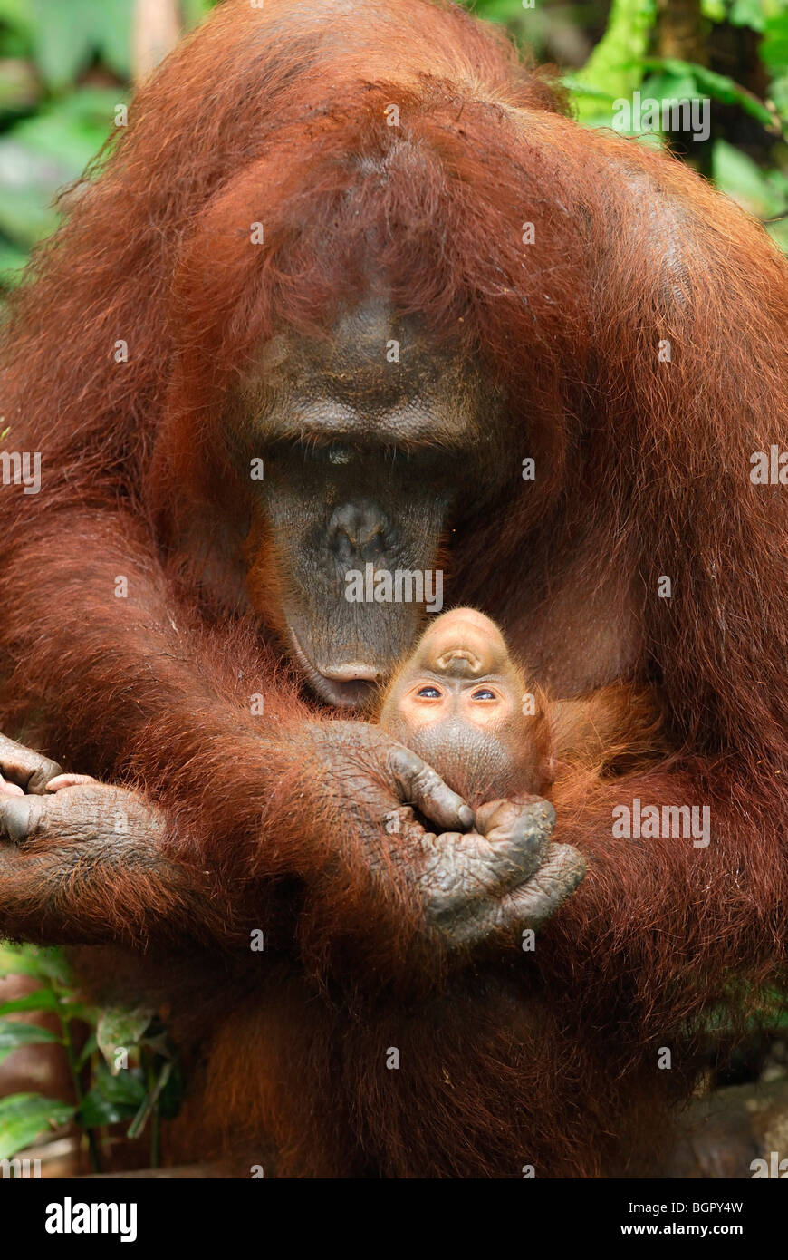 Bornean Orangutan (Pongo pygmaeus), femmina aziende il suo bambino, Camp Leaky, Tanjung messa NP, Kalimantan, Borneo, Indonesia Foto Stock
