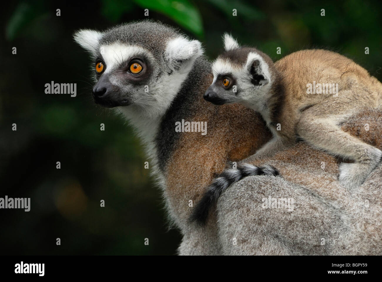 Anello-tailed Lemur (Lemur catta), femmina con il suo bambino a cavallo sulla sua schiena, Madagascar Foto Stock