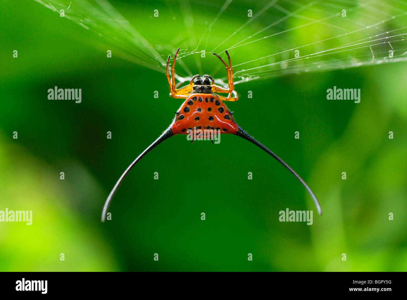 Spinosa Orb-Web Spider (Gasteracantha arcuata), adulto, di Danum Valley Conservation Area, Sabah Borneo, Malaysia Foto Stock
