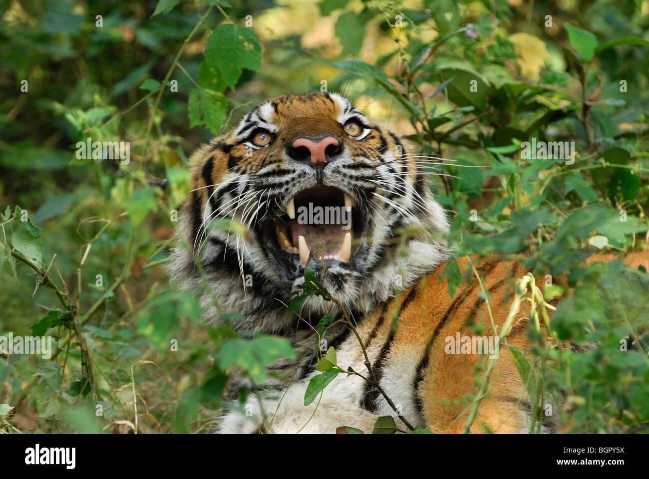 Tiger (Panthera tigris), Adulto ringhiando, Thailandia Foto Stock