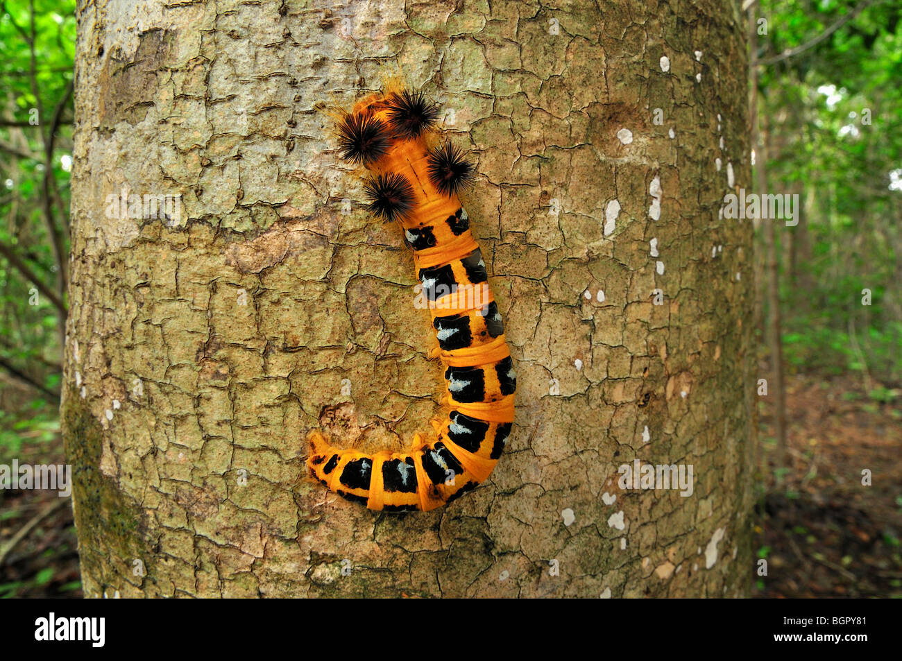Moth caterpillar (Borocera), Lasiocampidae, su un tronco di albero, Ankarana, il Parco nazionale del Madagascar settentrionale Foto Stock