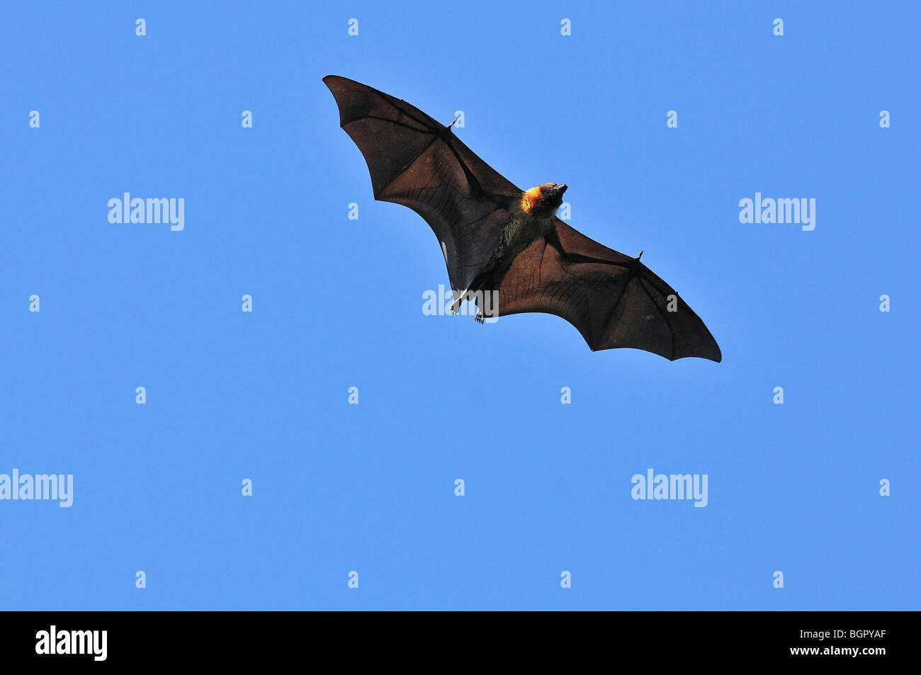 Madagascar frutto Bat o Flying Fox (Pteropus rufus), adulto in volo, Berenty Riserva Privata, Madagascar Foto Stock