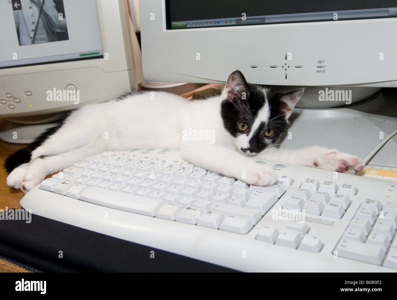 Bianco e nero gattino Foto Stock