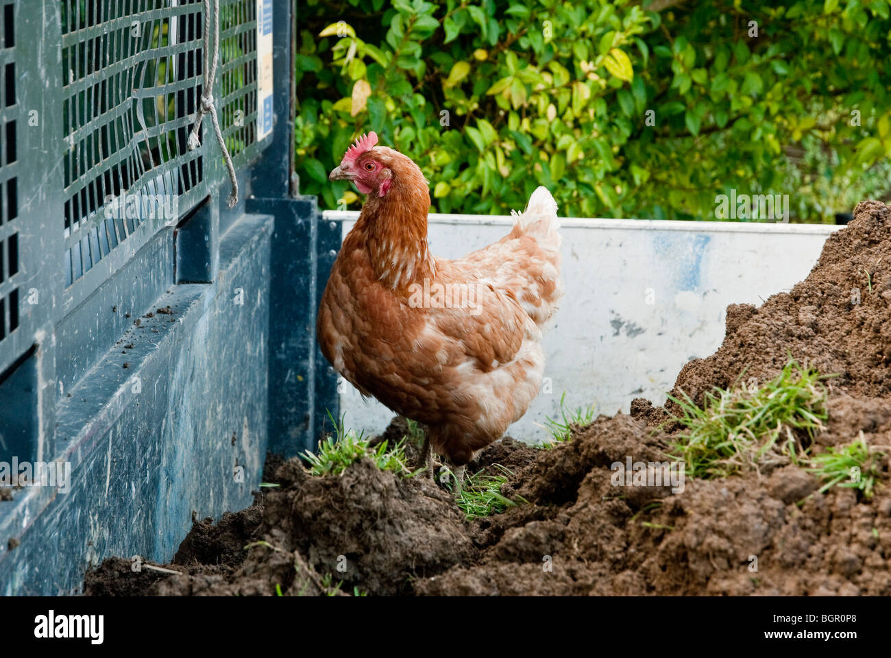 Gallina indaffarata immagini e fotografie stock ad alta risoluzione - Alamy