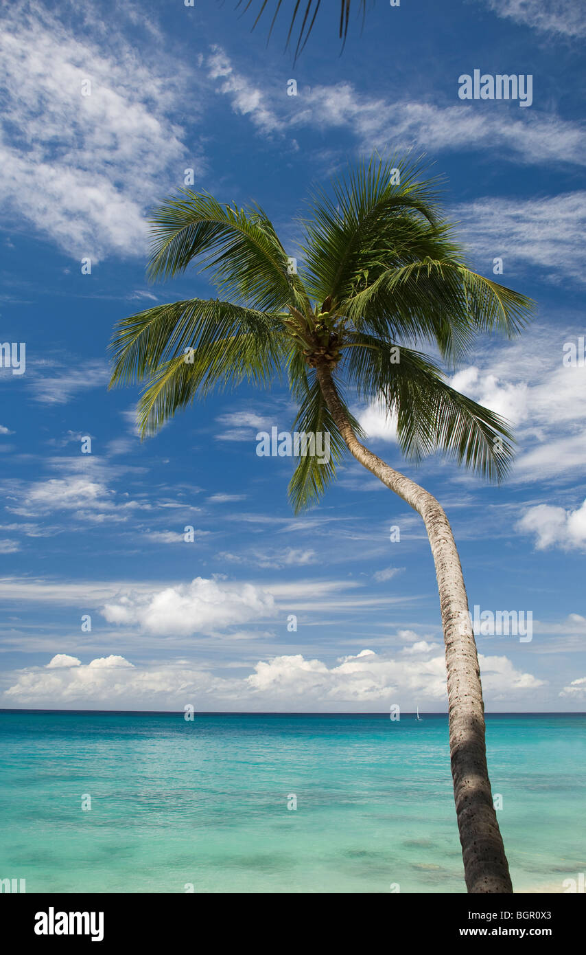 Un albero di palma e il mare sulla costa ovest di Barbados; le isole Windward, Caraibi Foto Stock