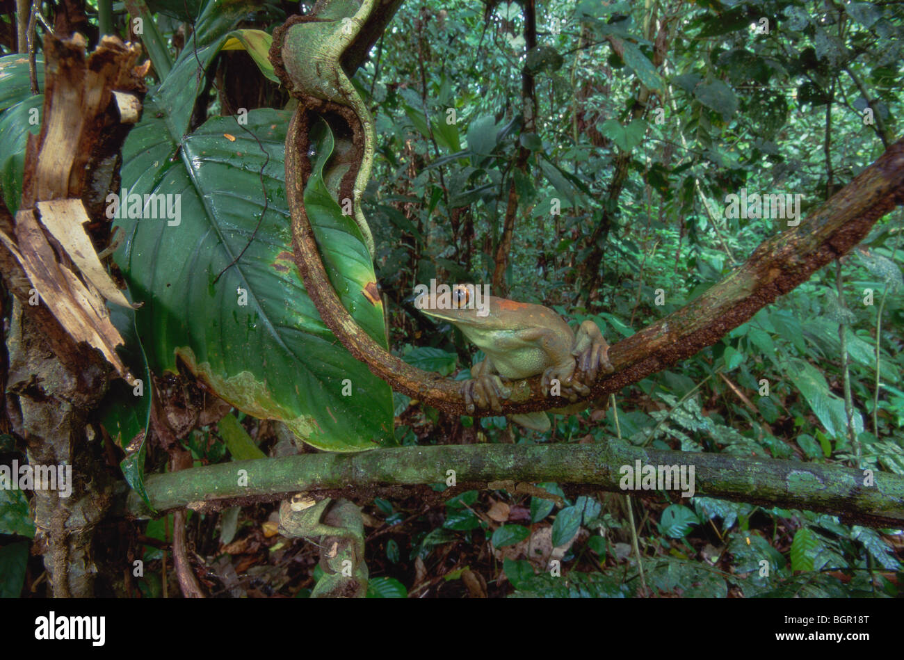 Sud Americana Mappa Raganella (Hyla geographica), Adulto appollaiato sul ramo nella foresta pluviale, Tambopata Candamo Reserve, Perù Foto Stock