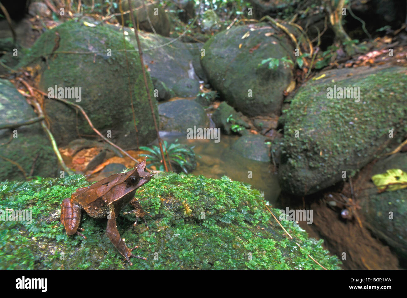 A becco lungo Rana cornuta (Megophrys nasuta), adulto seduto su roccia lungo il torrente, Gunung Gading NP, Sarawak, Borneo, Malaysia Foto Stock