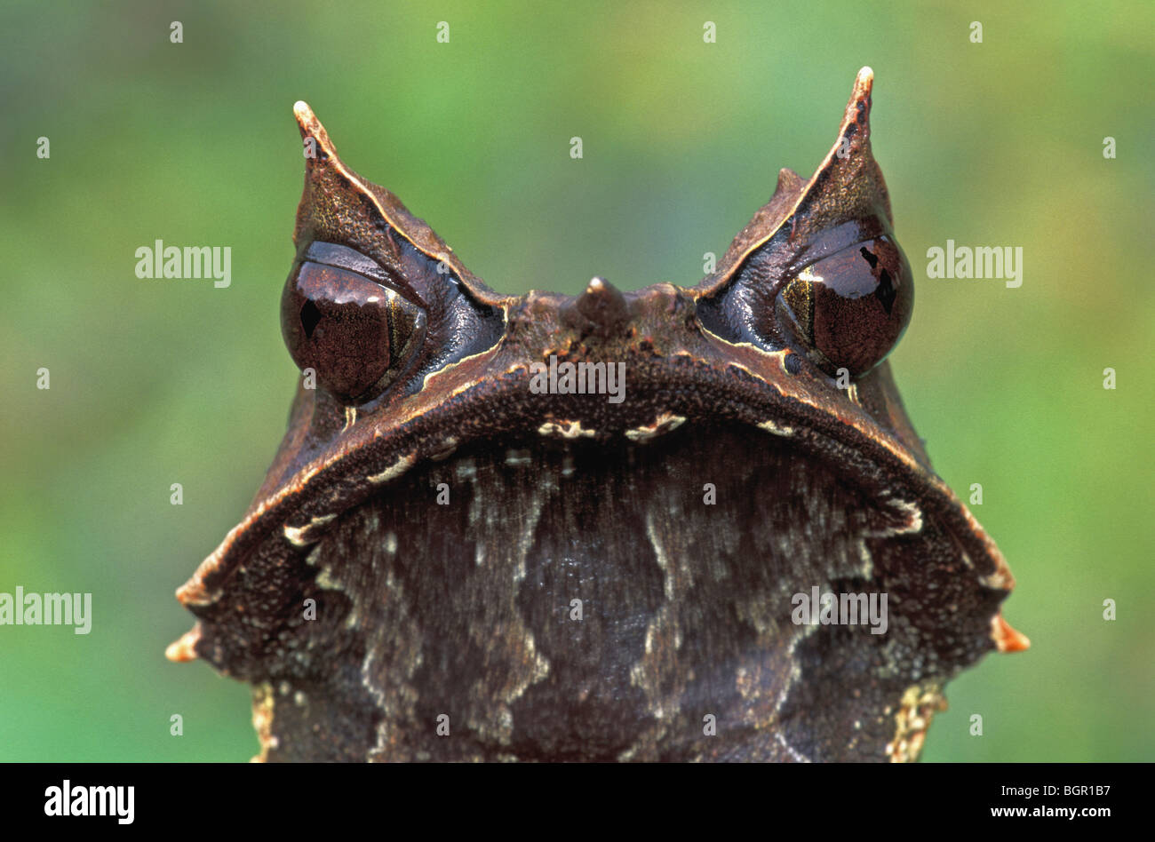 A becco lungo Rana cornuta (Megophrys nasuta), Adulto, Gunung Gading National Park, Stati di Sarawak, nel Borneo, Malaysia Foto Stock