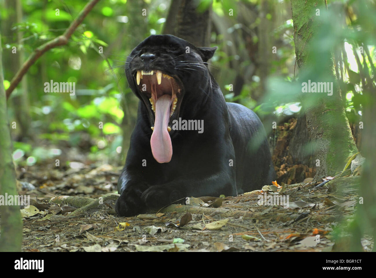 Giaguaro Nero o Panther (Panthera onca), Adulto sbadigli, Belize Foto Stock