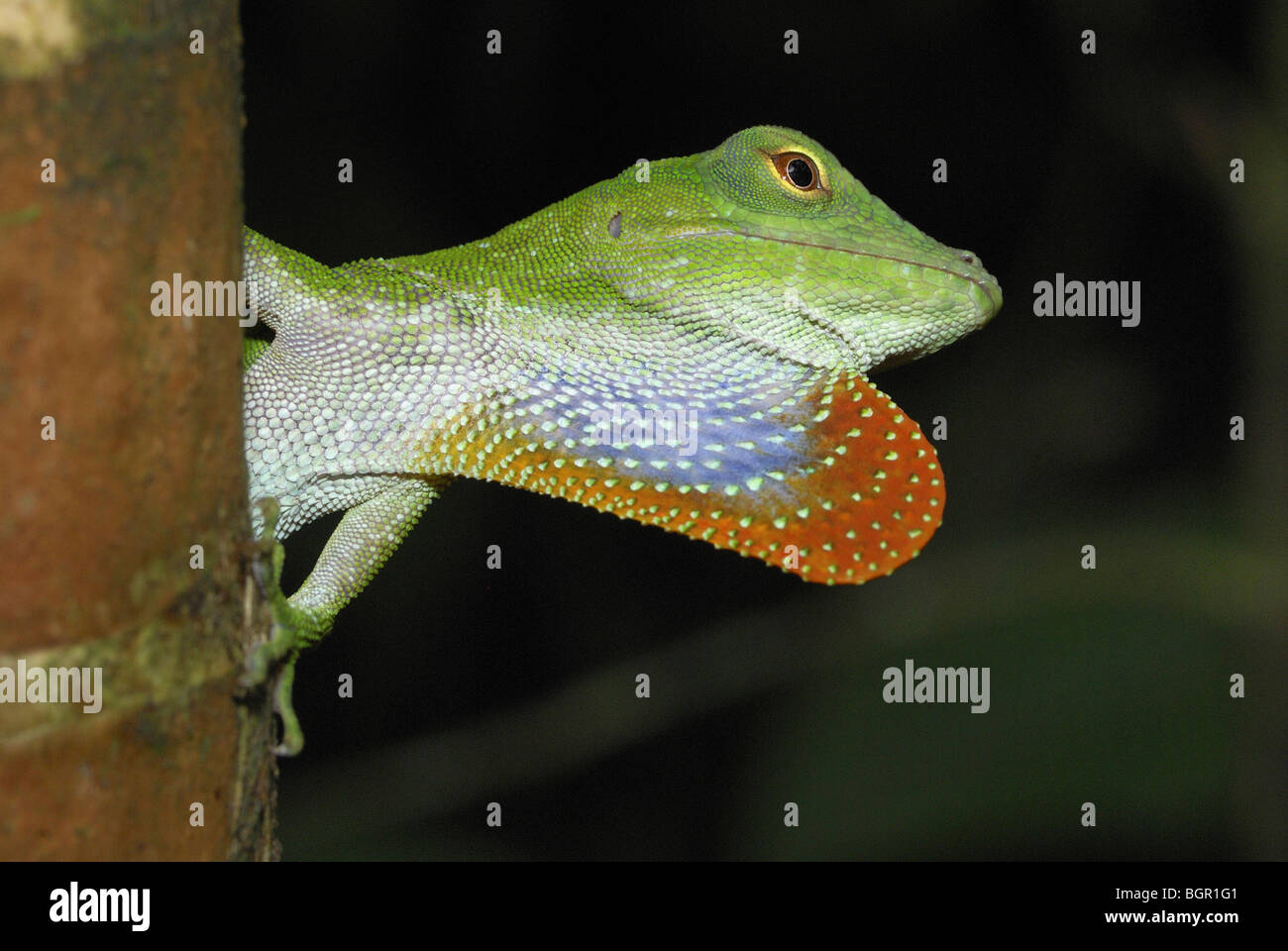 Neotropical Anole verde (Anolis biporcatus) adulto, visualizzazione con custodia di gola, Braulio Carrillo National Park, Costa Rica Foto Stock