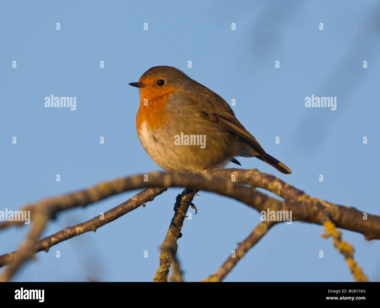 Robin arroccato, inverno Foto Stock