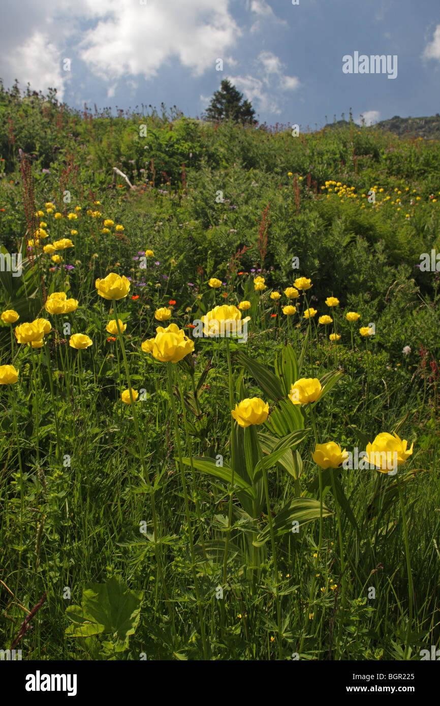 Paesaggio con fiore Globo (Trollius europaeus), sul monte Vitosha, parco naturale, Bulgaria, Europa Foto Stock