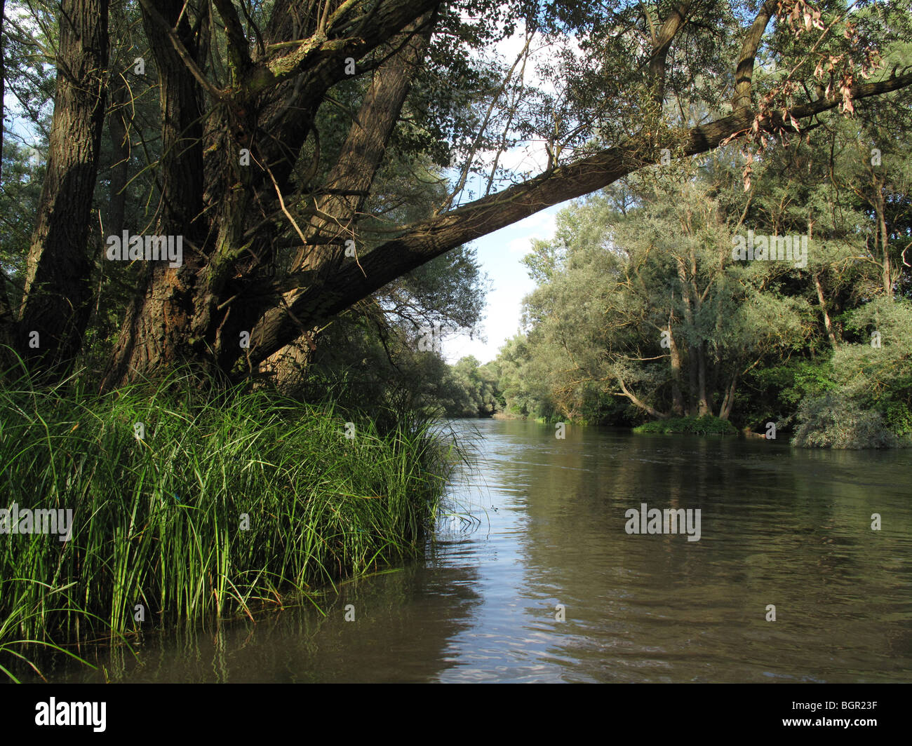 La vegetazione vicino fiume Tundzha, estate, Bulgaria, Europa Foto Stock