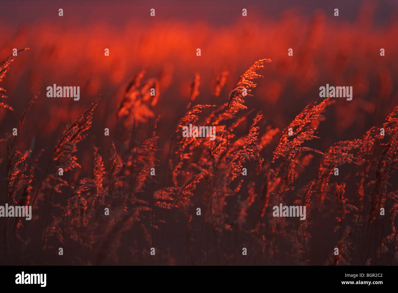 Una luce del tramonto con reed (Phragmites australis), Durankulak Lago, Bulgaria, Europa Foto Stock